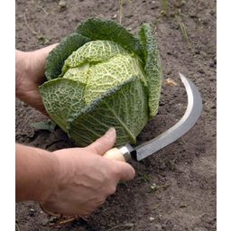 Burgon & Ball Couteau pour Récolter les Légumes