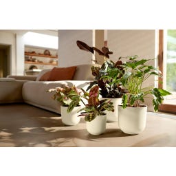 elho jazz rond 35 cm - blanc satiné