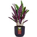 elho the winery collection 14 cm - Deep Purple