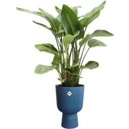 elho vibes fold coupe 30 cm - bleu profond