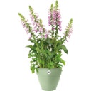 elho vibia campana rond 40 cm - vert pistache