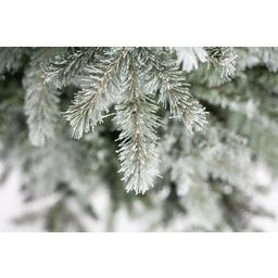 Evergreen Fichte Frost 180 cm - 1 Stk