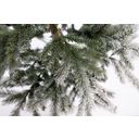 Evergreen Cedar Kiefer Frost 210 cm - 1 Stk