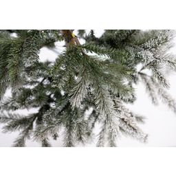 Evergreen Cedar Kiefer Frost 210 cm - 1 Stk