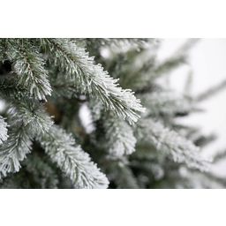 Evergreen Cedar Kiefer Frost 210 cm - 1 Stk