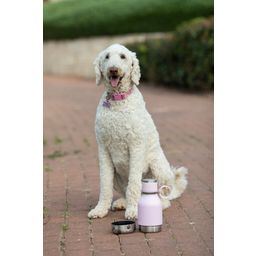 asobu DOG BOWL Insulated Bottle - Pink