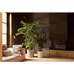 elho june tulip, 40 cm - Beige