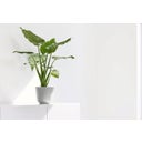 Ecopots Oslo Mini Topf weißgrau - Ø 16 cm, Höhe 13 cm