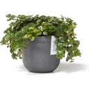 Ecopots Oslo Mini - Grey  - Ø 11.5 cm, height 10 cm