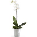 Ecopots Morinda - White Grey  - Ø 13 cm, height 16 cm