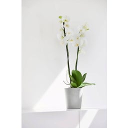 Ecopots Morinda - White Grey  - Ø 13 cm, height 16 cm