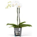 Ecopots Morinda - White Grey  - Ø 13 cm, height 16 cm