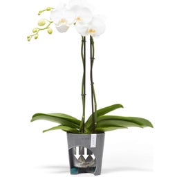 Ecopots Morinda - White Grey  - Ø 13 cm, height 16 cm