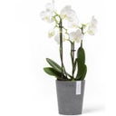 Ecopots Morinda Orchideentopf grau - Ø 11 cm, Höhe 12,5 cm