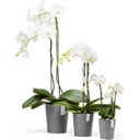 Ecopots Morinda Orchideentopf grau - Ø 11 cm, Höhe 12,5 cm