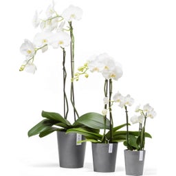 Ecopots Morinda Orchideentopf grau - Ø 11 cm, Höhe 12,5 cm