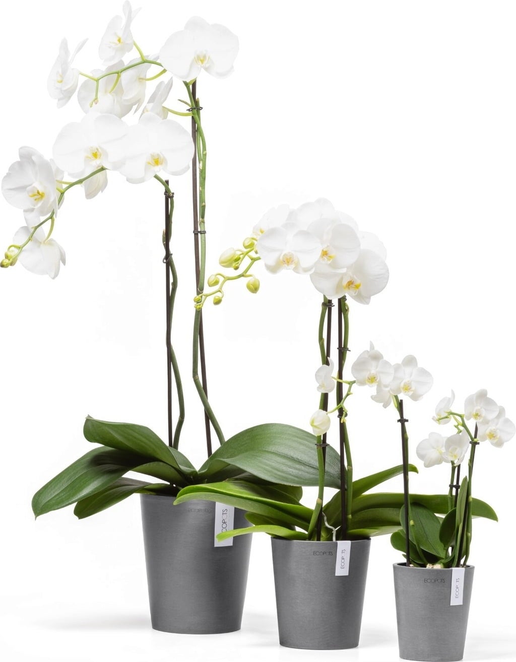 Ecopots Morinda - Grey  - Ø 11 cm, height 12.5 cm