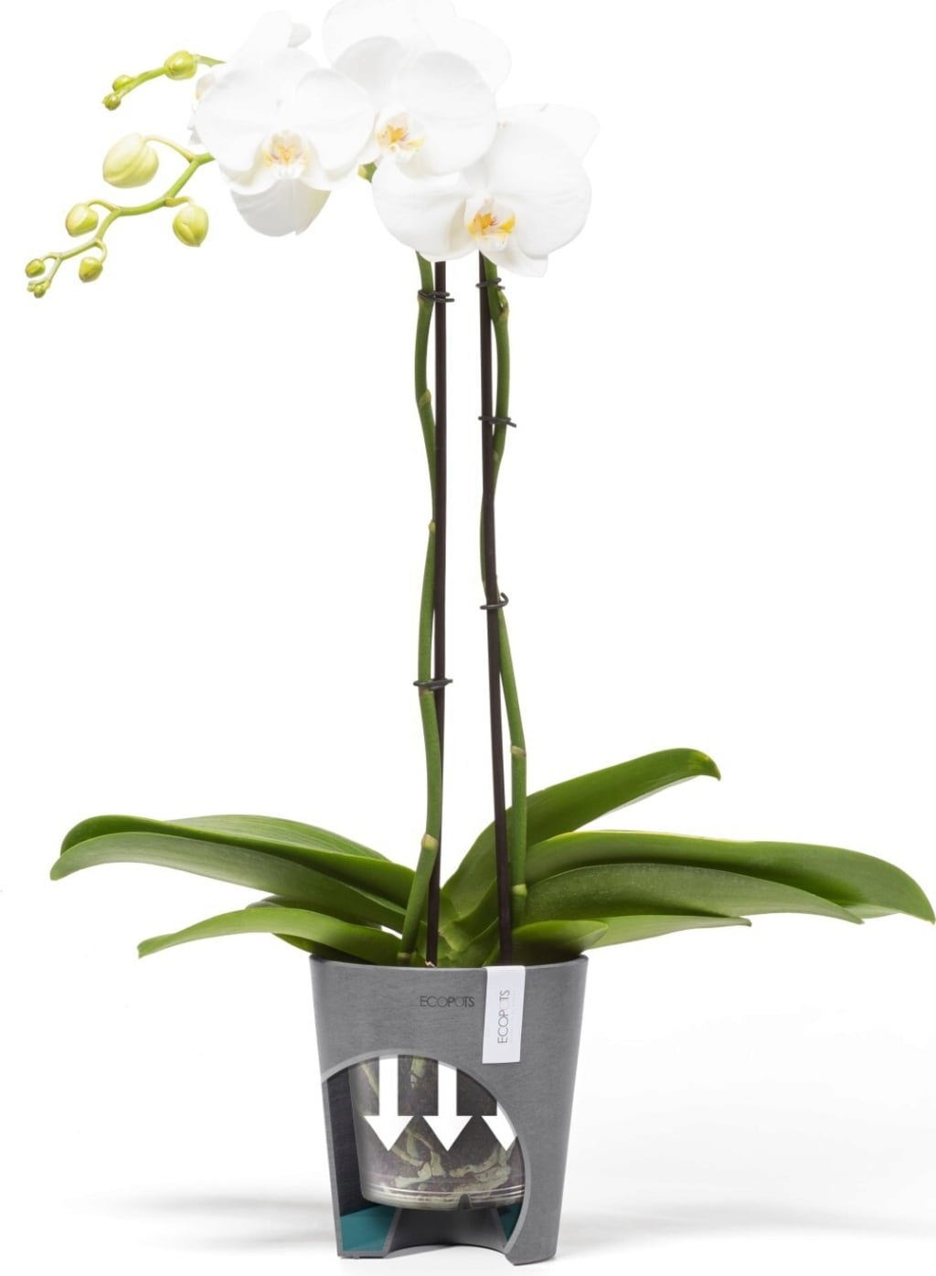 Ecopots Morinda - Grey  - Ø 11 cm, height 12.5 cm
