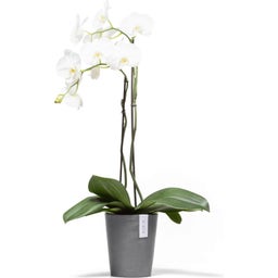 Ecopots Morinda - Grey - Ø 17 cm, H 19,5 cm