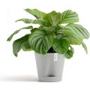 Ecopots Venice 2 White Grey  - Ø 20 cm, height 17.5 cm