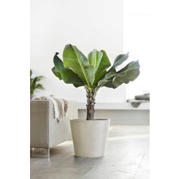 Ecopots Amsterdam Water Reservoir - White Grey - Ø 50 cm, H 44 cm