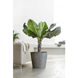 Ecopots Pot Amsterdam Gris + Réservoir d'Eau - Ø 50 cm, hauteur 44 cm
