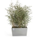 Ecopots Paris Pflanzgefäß - weißgrau - L 60 x T 26 x H 40 cm (46,7 Liter)