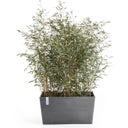 Ecopots Paris - Grey  - L 80 x D 42 x H 38 cm (100 litres)