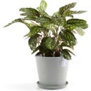 Ecopots Untersetzer Rund weißgrau - ∅ 28,9, Höhe 3 cm