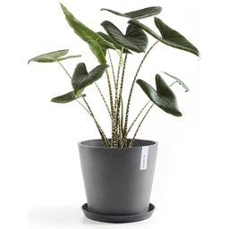 Ecopots Underlägg / Fat Rund grå - ∅ 37, höjd 3,8 cm
