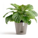 Ecopots Pot Venice 2 taupe - Ø 30 cm, höjd 27,5 cm