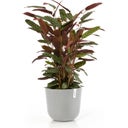 Ecopots Topf Oslo mit Wasserreservoir weißgrau - Ø 35 cm, Höhe 30,50 cm