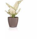 Lechuza Jardinière CLASSICO Color 12 - muscade
