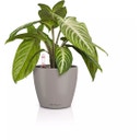 Lechuza Jardinière CLASSICO Color 14 - brun sable