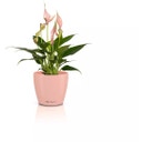 Lechuza Vaso - CLASSICO Color 10 DECO - Magnolia