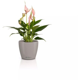 Lechuza Cvetlični lonec CLASSICO Color 10  DECO - peščeno rjava
