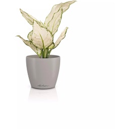 Lechuza Cvetlični lonec CLASSICO Color 12 DECO - peščeno rjava