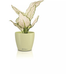 Lechuza Macetero - CLASSICO Color 12 DECO - Tilo verde