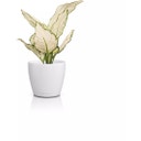 Lechuza CLASSICO Color 12 DECO Planter - white