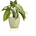 Lechuza CLASSICO Color 14 DECO Planter - lime tree