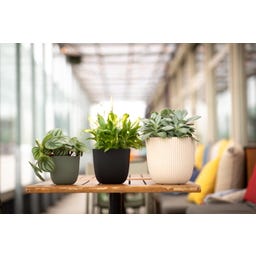 Indoor Planter Ball 