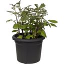 elho green basics Potato Planter 33 cm - Negro