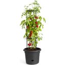 elho Pot pour Tomates GREEN BASICS - 33 cm - Noir