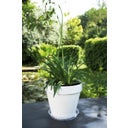 elho Soucoupe Ronde Universelle - Transparent