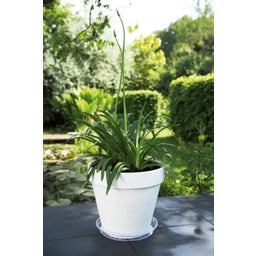 elho Soucoupe Ronde Universelle - Transparent