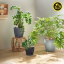 Lechuza CLASSICO Color 28 Planter