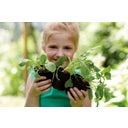 green basics lonec za gojenje 