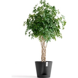 Ecopots Venice 2 Pflanztopf dunkelgrau