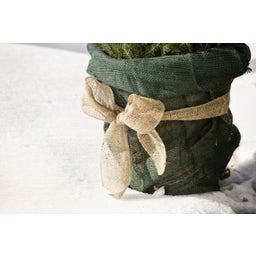 Windhager Juteband 10cm x 25m för Inplastning - Natur