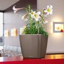 Lechuza Jardinière QUADRO Premium LS 50 - Taupe brillant